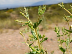 Mentzelia albescens