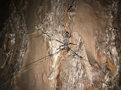 Acanthocinus nodosus