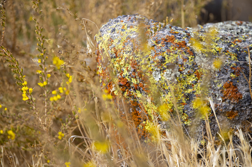 iNaturalist observation photo of Common Lichens
