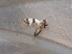 Euglyptoneura robusta