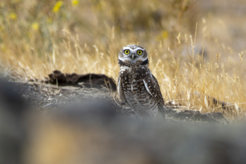 iNaturalist observation photo of Burrowing Owl
