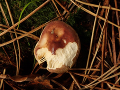 Russula puellaris