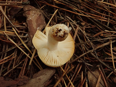 Russula puellaris