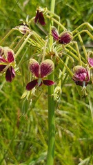 Pelargonium schlechteri