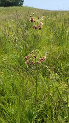 Pelargonium schlechteri
