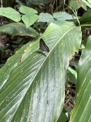 Euptychoides laccine