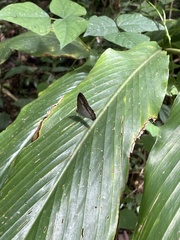 Euptychoides laccine