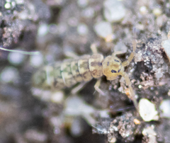 Isotomurus maculatus