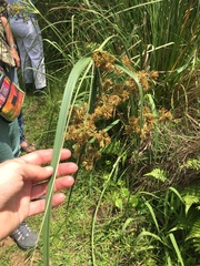 Cyperus vorsteri