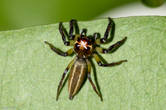 Colonus robustus