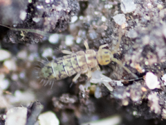 Isotomurus maculatus