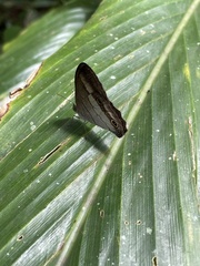 Euptychoides laccine