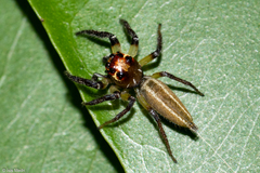 Colonus robustus