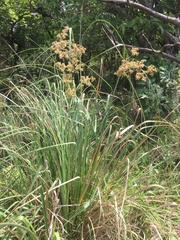 Cyperus vorsteri