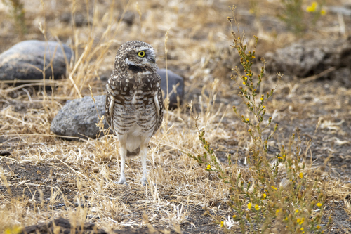 iNaturalist observation photo of Burrowing Owl