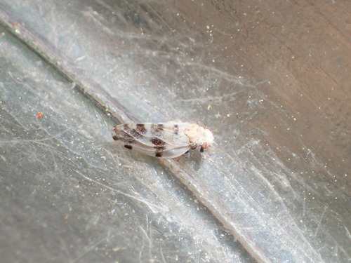 iNaturalist observation photo of Ceanothia robusta