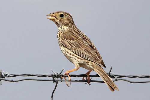 Corn Bunting