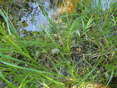 Eleocharis tuberculosa