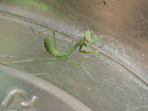iNaturalist observation photo of Stagmomantis
