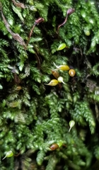 Rhynchostegium murale