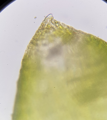 Image of Rhynchostegium murale by (c) Helen Waterman, some rights reserved (CC BY)