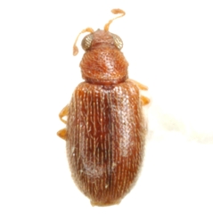 Melanophthalma americana