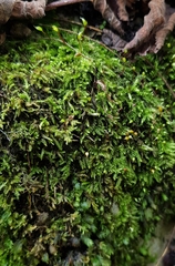 Rhynchostegium murale