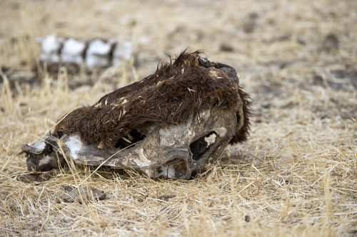 iNaturalist observation photo of Domestic Cattle