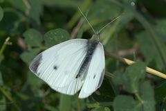Pieris rapae