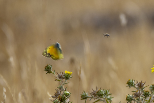 iNaturalist observation photo of Orange Sulphur