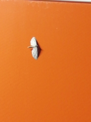 Idaea longaria