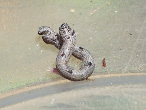 iNaturalist observation photo of Geometer Moths