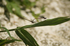 Oxyagrion terminale