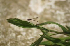 Oxyagrion terminale