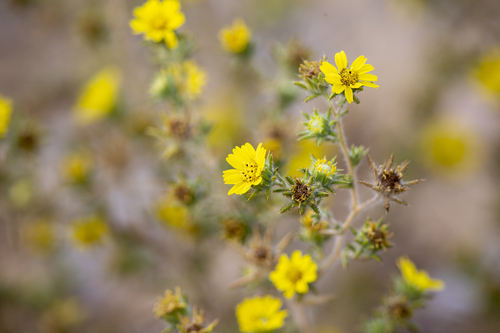 iNaturalist observation photo of Fitch's tarweed
