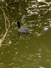 Fulica americana