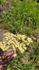 Helichrysum griseum