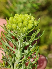 Athanasiinae