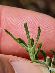 Athanasiinae