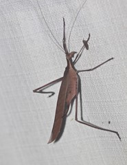 Anthophiloptera dryas