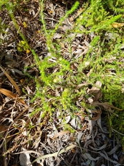 Cliffortia subsetacea