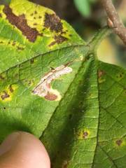 Phyllonorycter celtisella