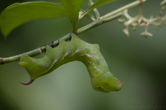 Xylophanes porcus