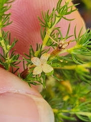 Cliffortia subsetacea