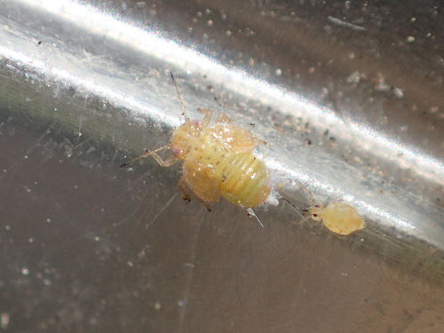 iNaturalist observation photo of Psyllinae