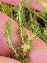 Cliffortia subsetacea