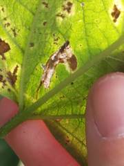 Phyllonorycter celtisella