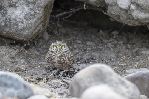 iNaturalist observation photo of Burrowing Owl
