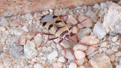 Probergrothius angolensis