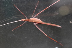 Anthophiloptera dryas